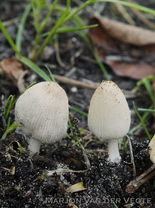 Kleine viltinktzwam - Coprinellus xanthothrix